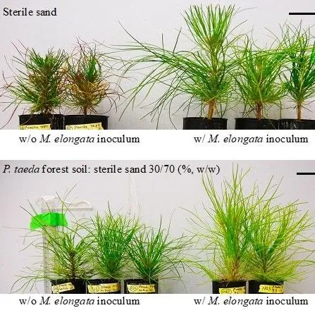 thumbnail for publication: The Plant-Growth-Promoting Fungus, Mortierella elongata: Its Biology, Ecological Distribution, and Activities Promoting Plant Growth